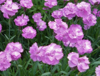 Hvozdík sivý „Senior“ - Dianthus gratianopolitanus SAZENICE